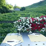 Vigneto Vecio *