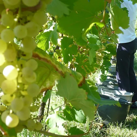 Vigneto Vecio Feriegård